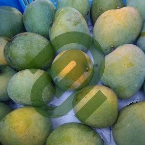 Fila Locker Room Varsity...